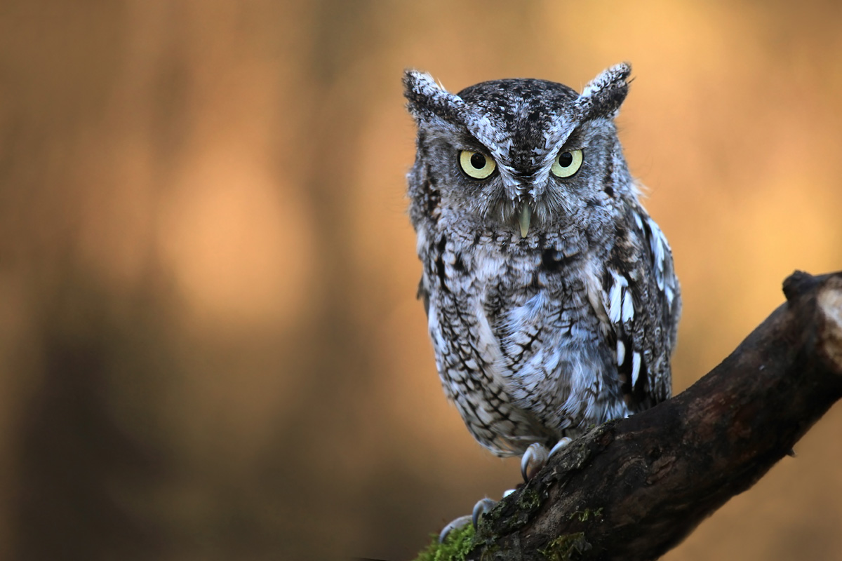 Eastern Screech Owl