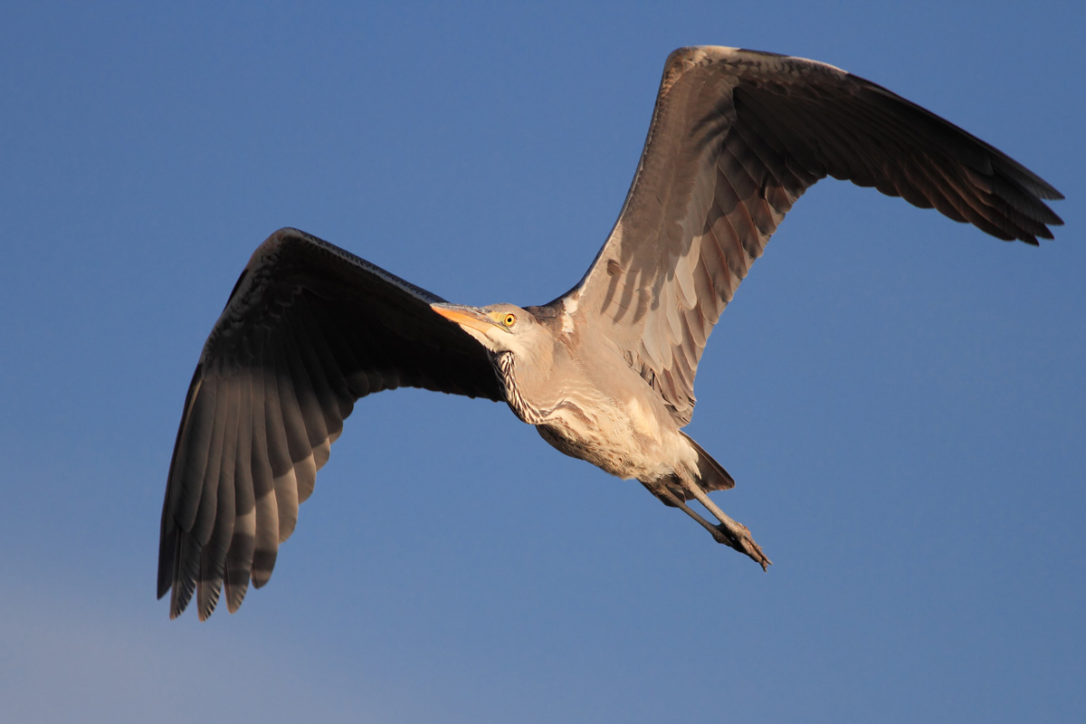 Great Blue Heron