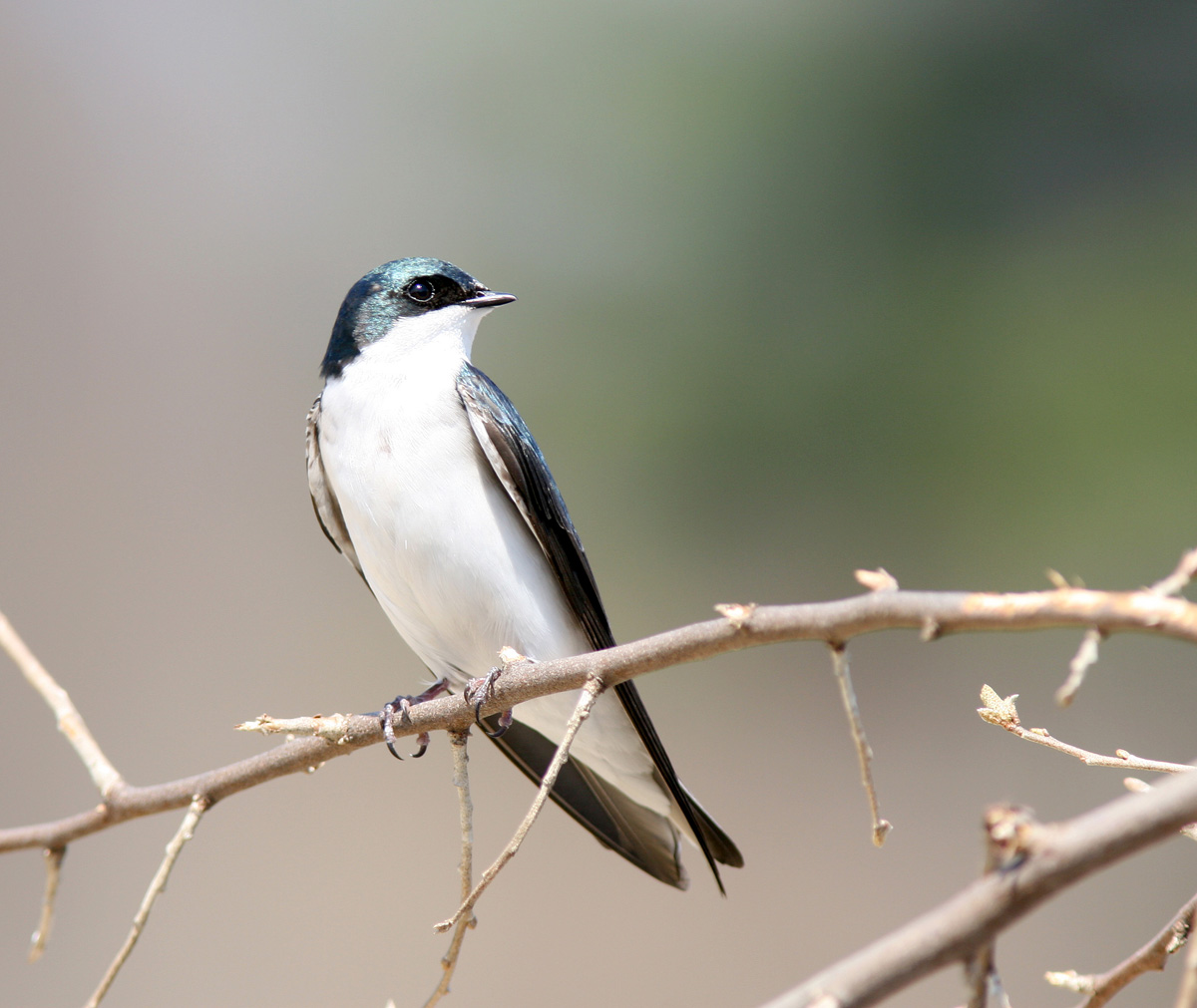 Tree Swallow