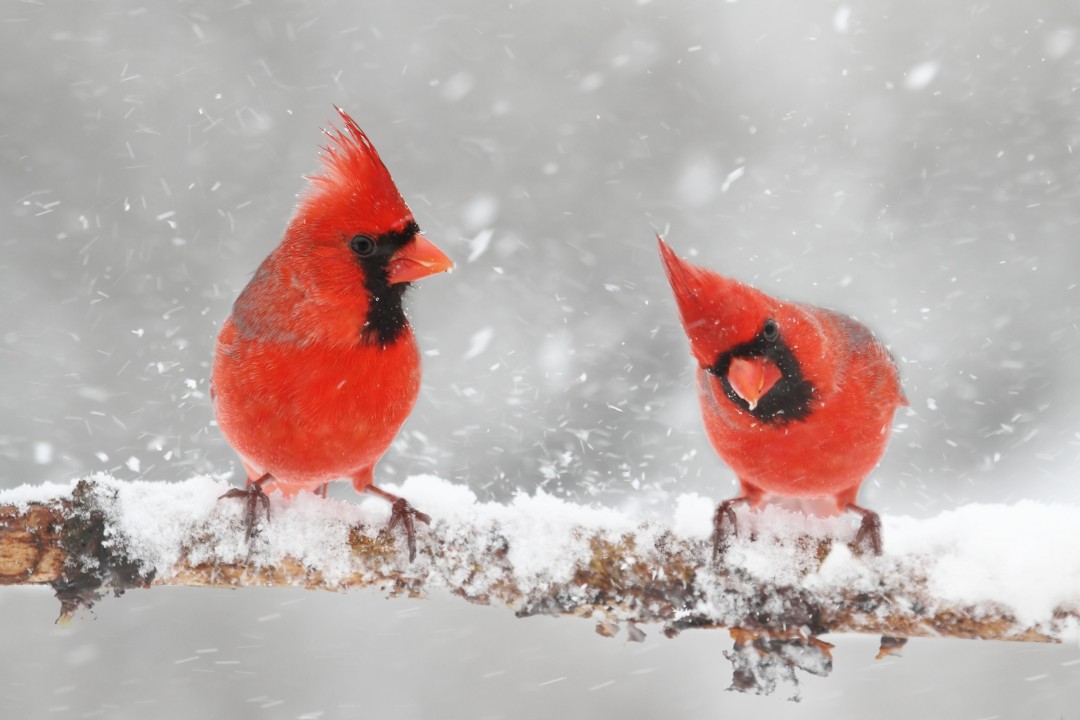 Male Northern Cardinals (cardinalis cardinalis) in a snowy scene