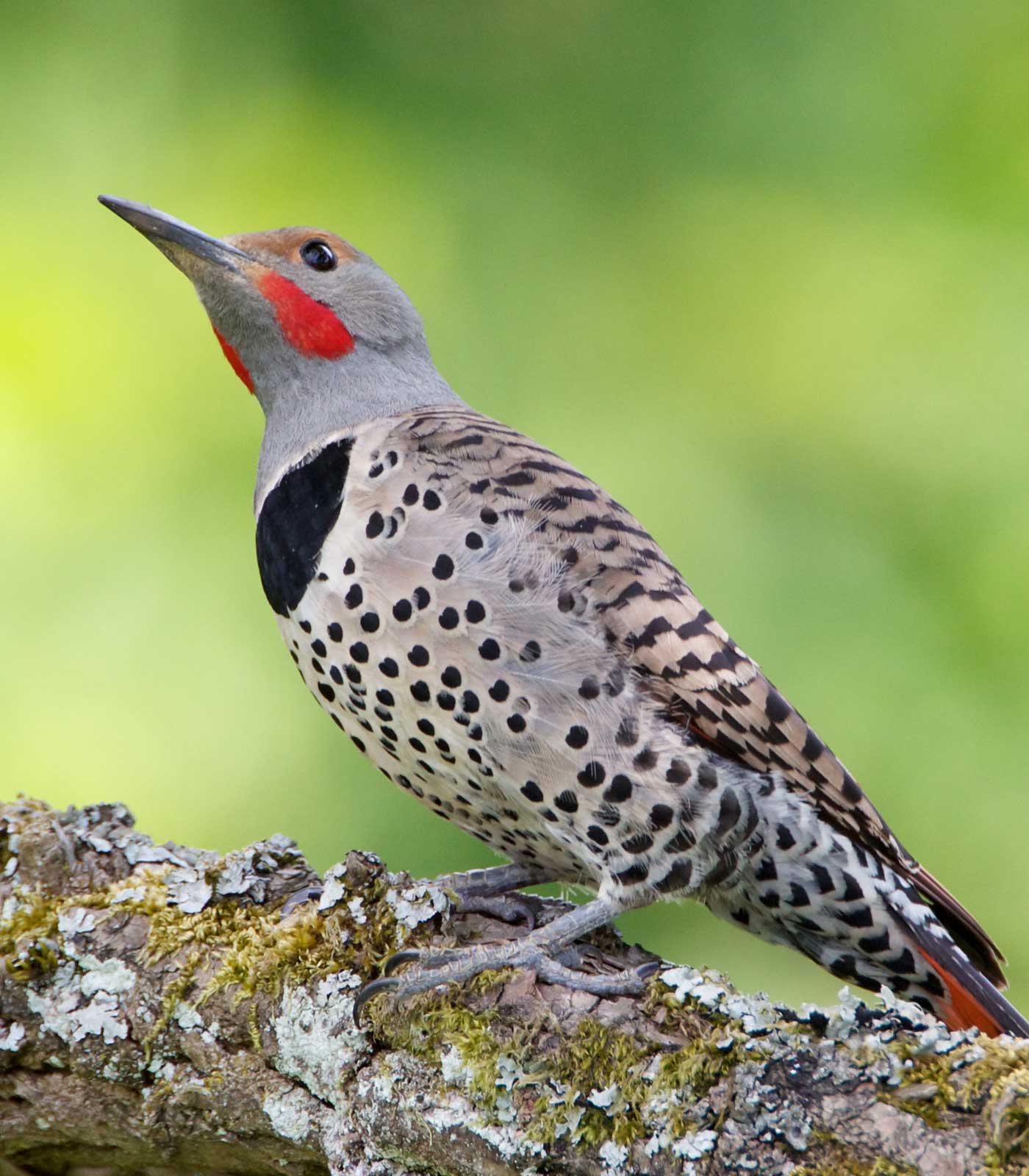Northern Flicker