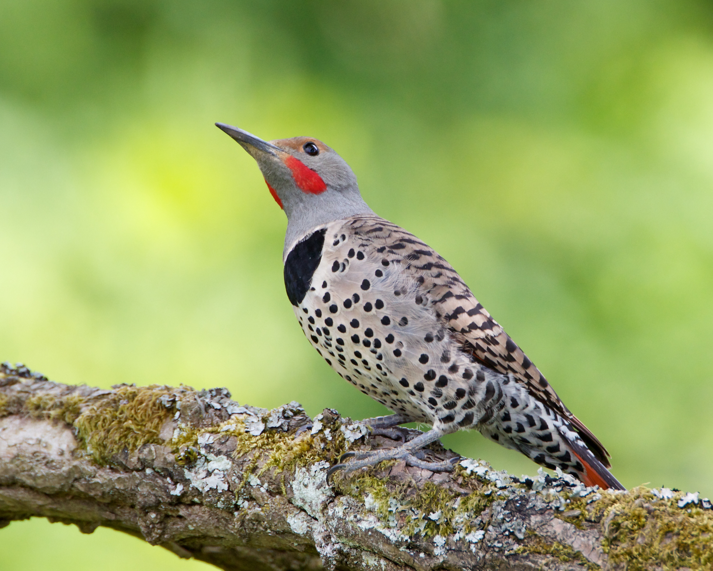 Northern Flicker sitting on branch