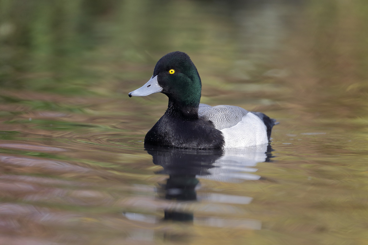 Greater Scaup