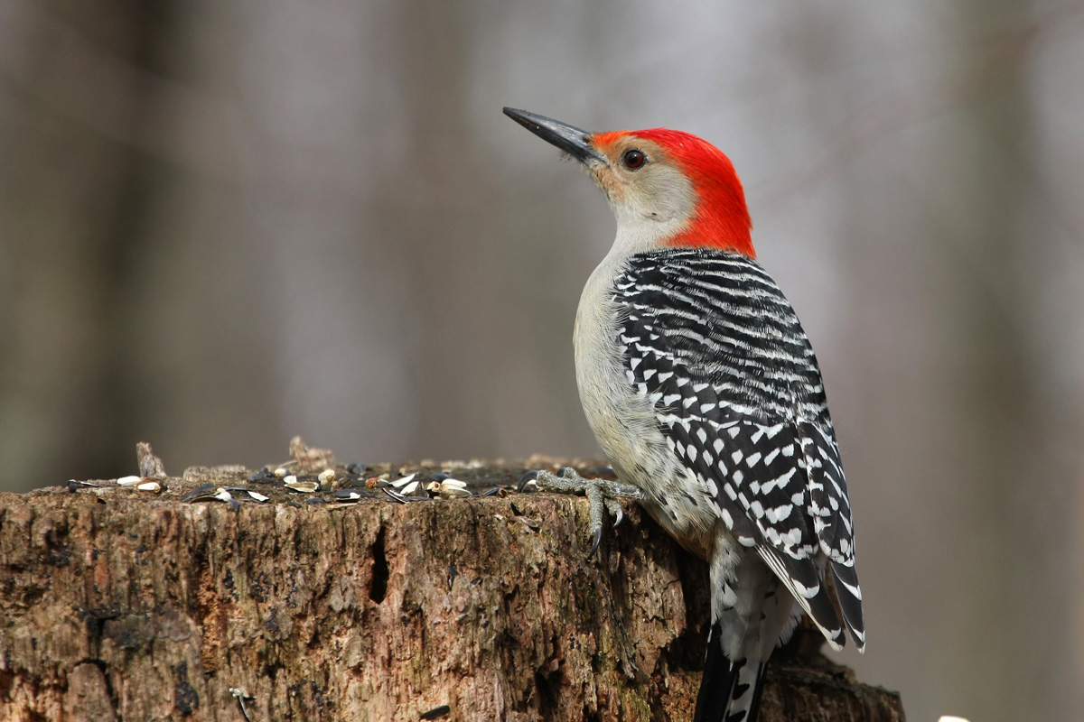 Red Bellied Woodpecker