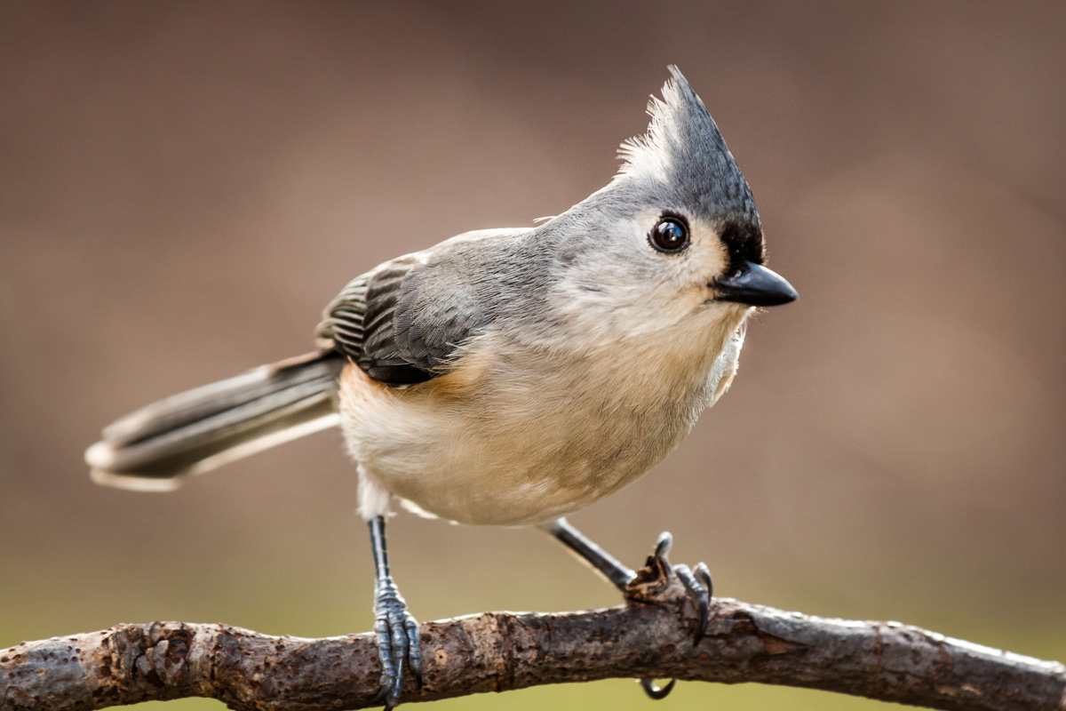 Tufted Titmouse