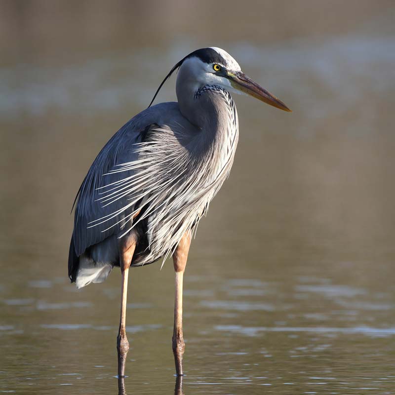 Image of a Great Blue Heron standing in shallow water