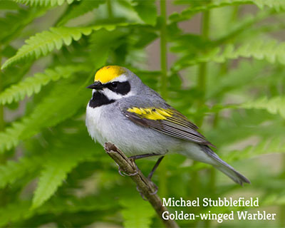 Goldenwinged_Warbler-credit