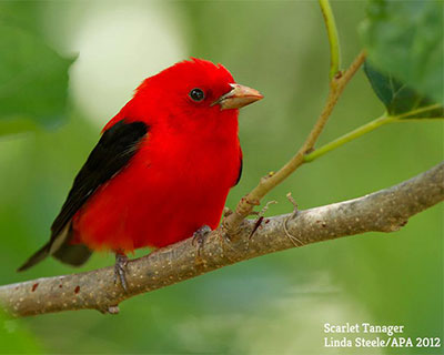 Scarlet-Tanager