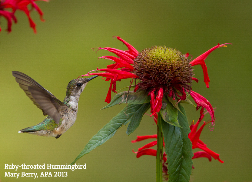 Ruby-throated Hummingbird