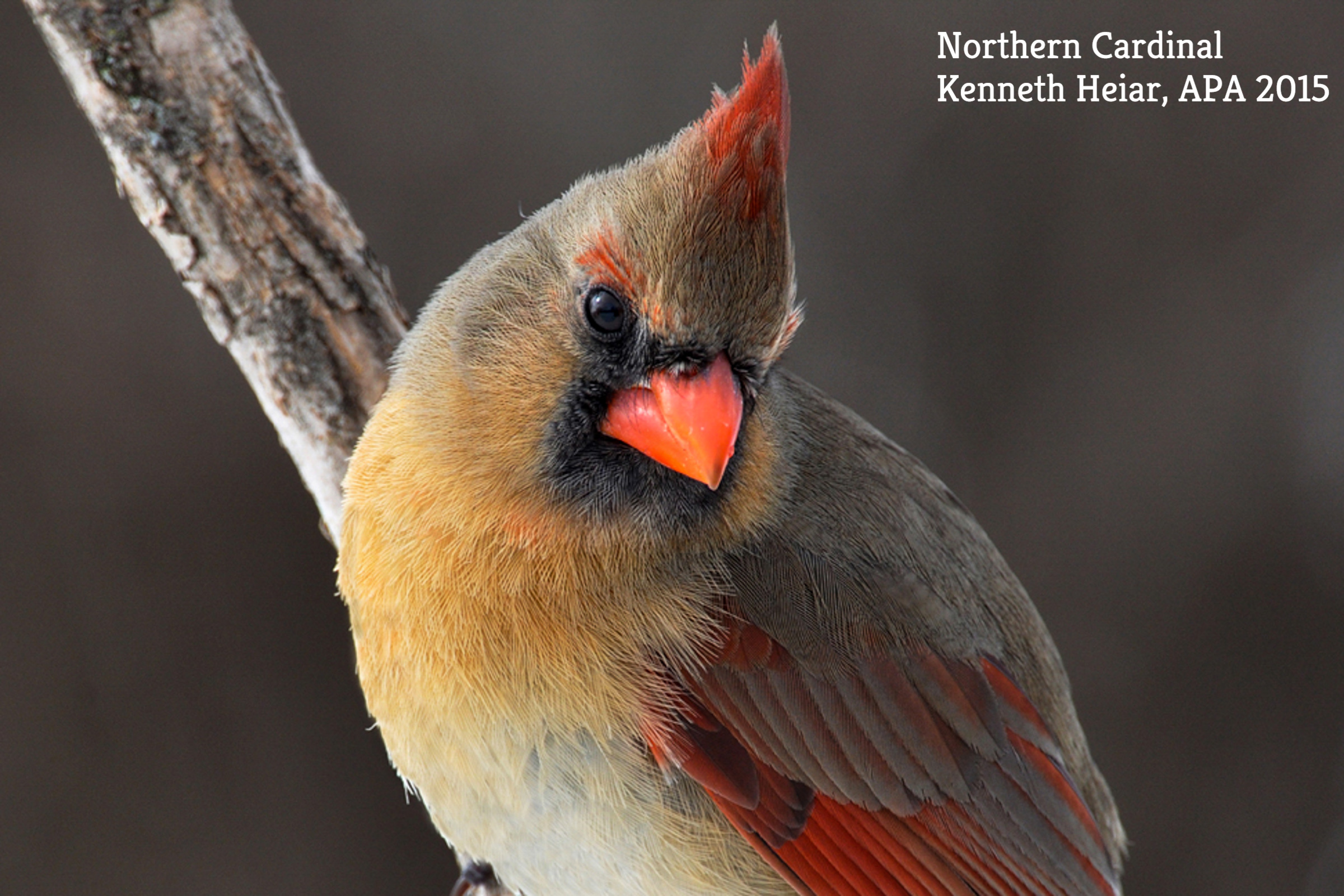 Northern Cardinal.