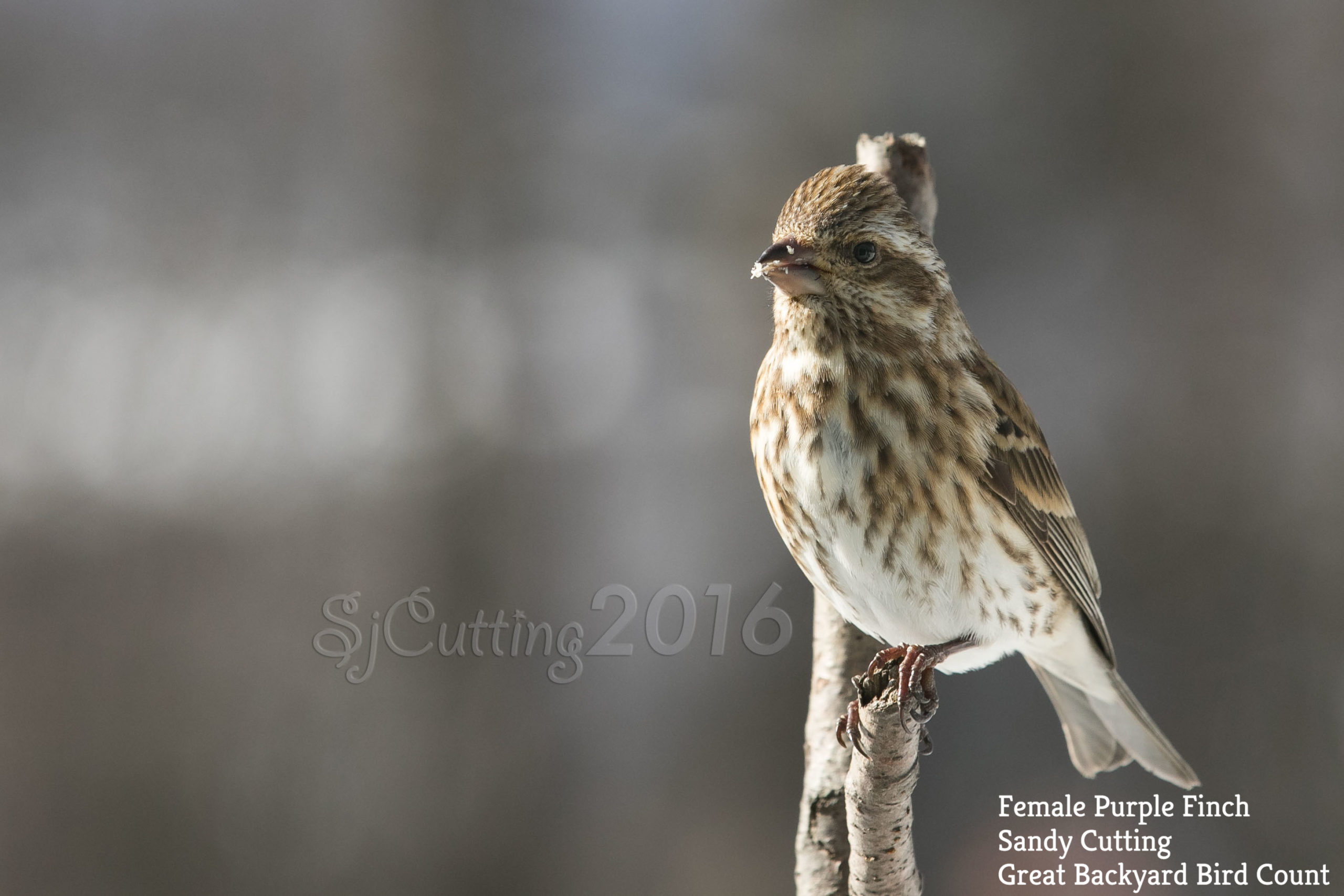 Purple Finch