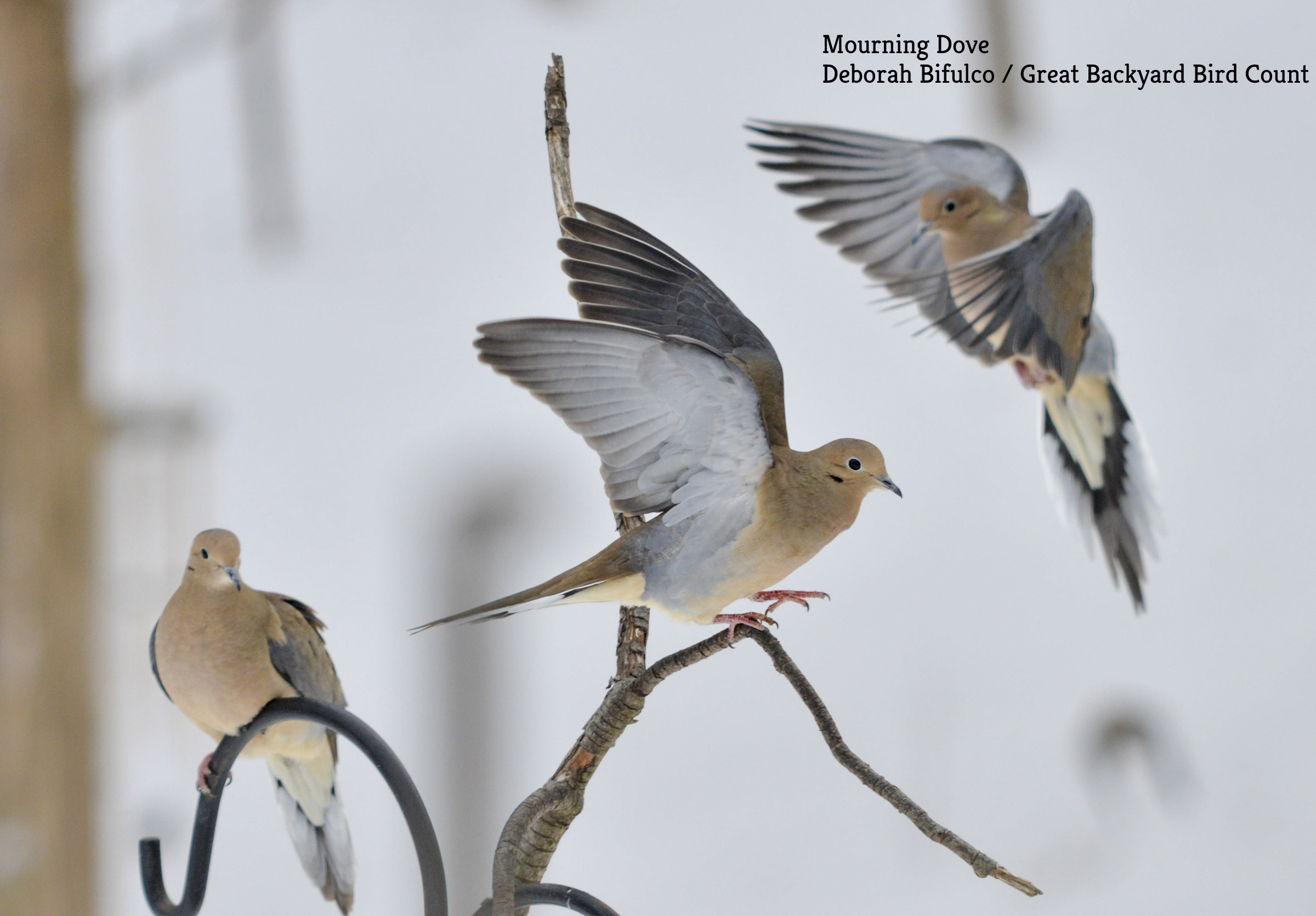 Mourning Dove.