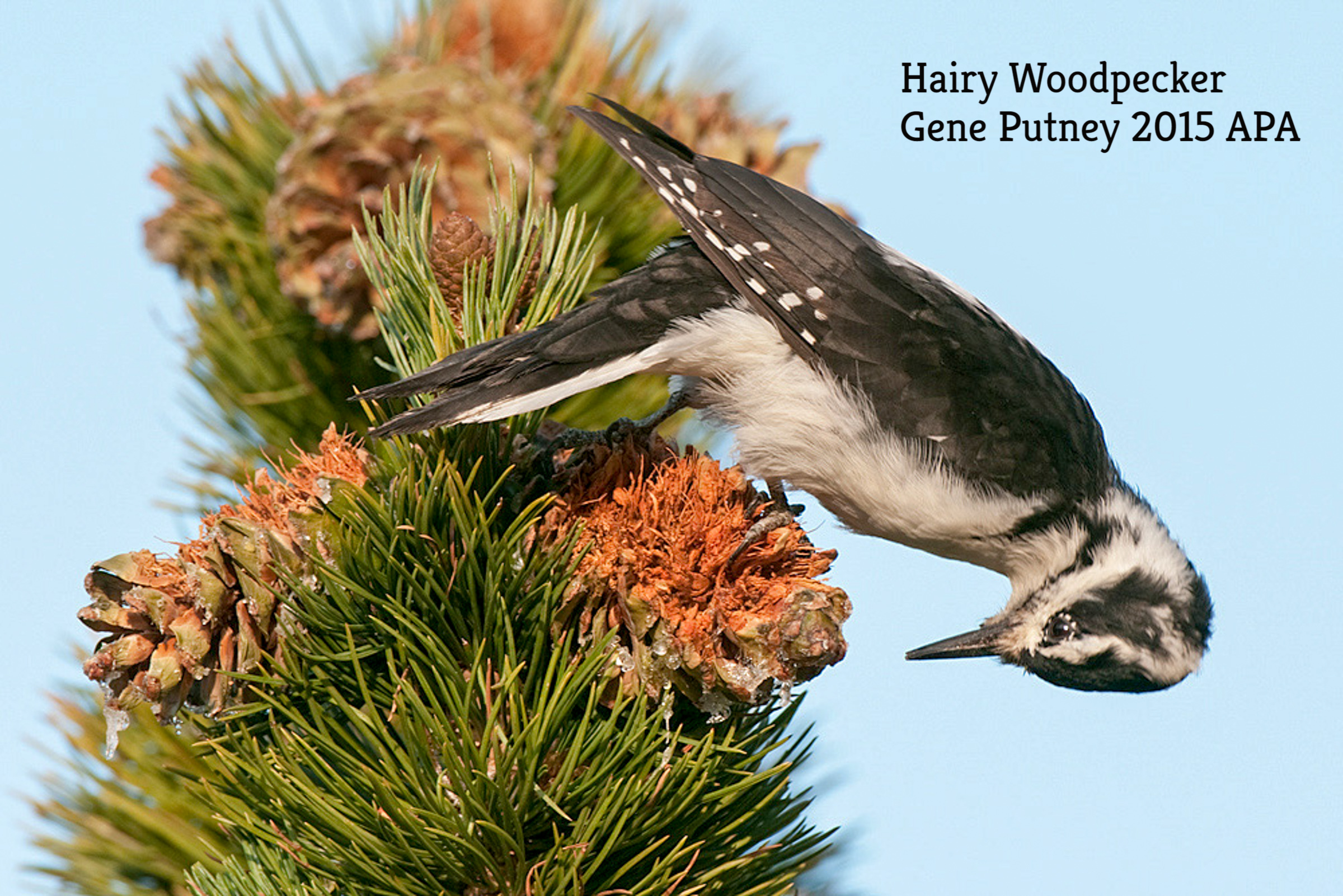 Hairy Woodpecker.