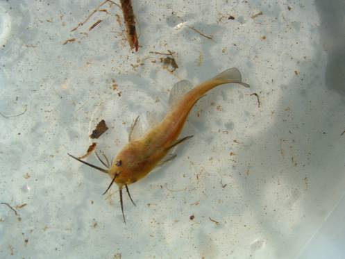 Catfish