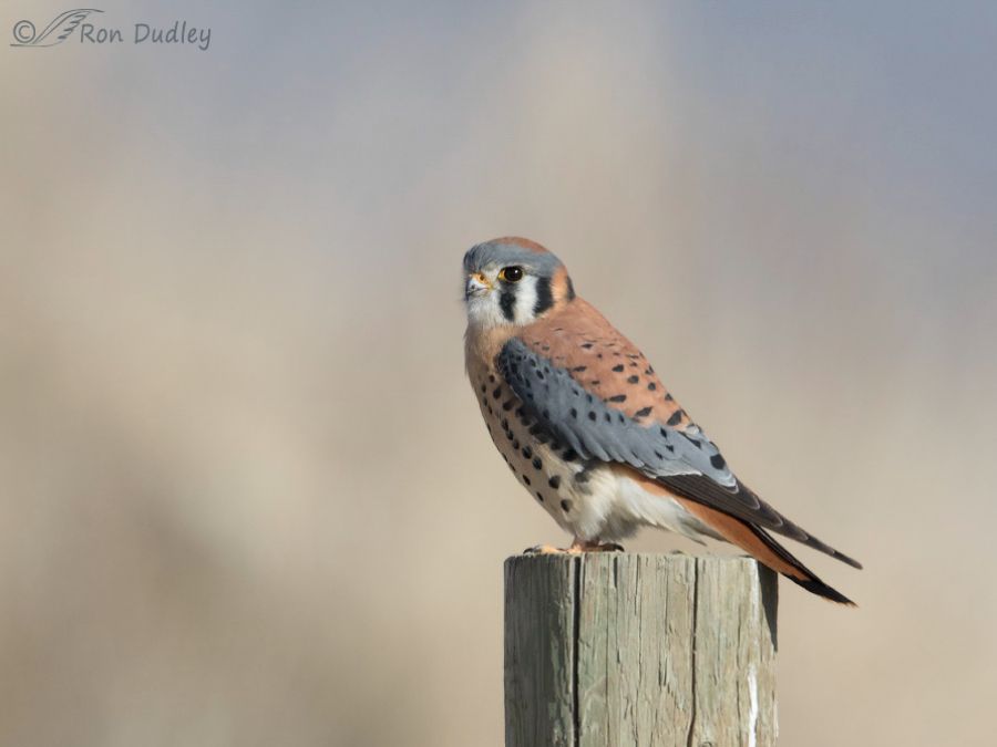 kestral