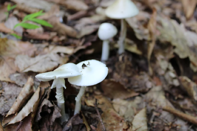 Walt- Fungi