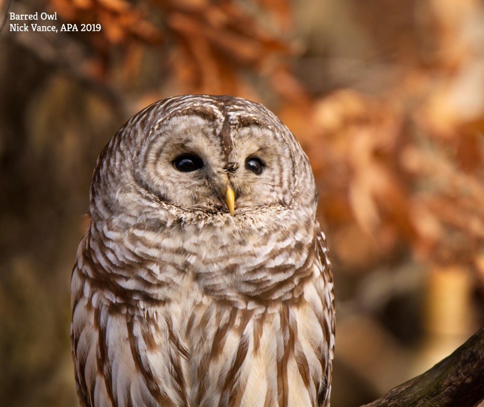 Barred owl