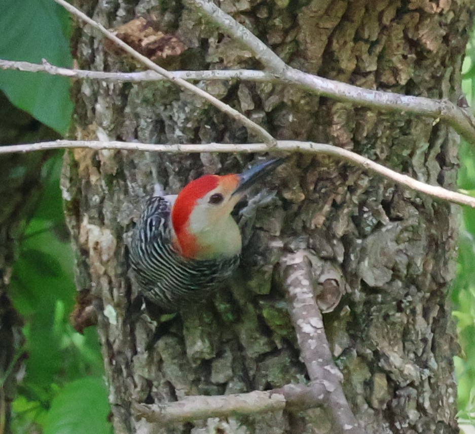 red bellied woodpecker